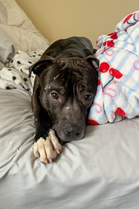 View Free Hugs the Dog Photo #3