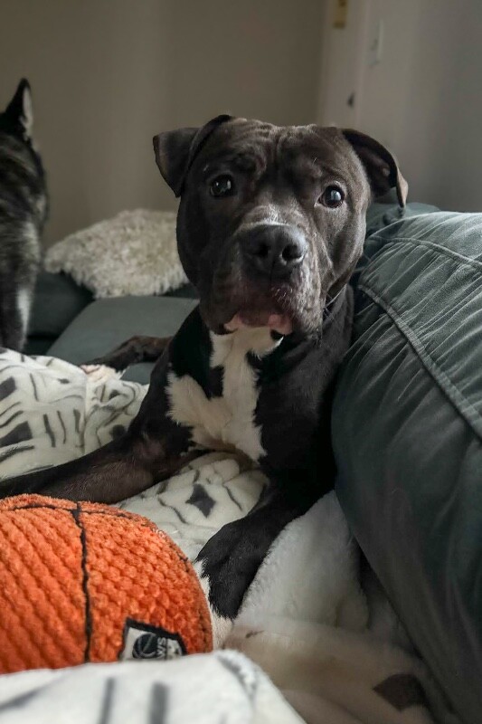 View Free Hugs the Dog Photo #4