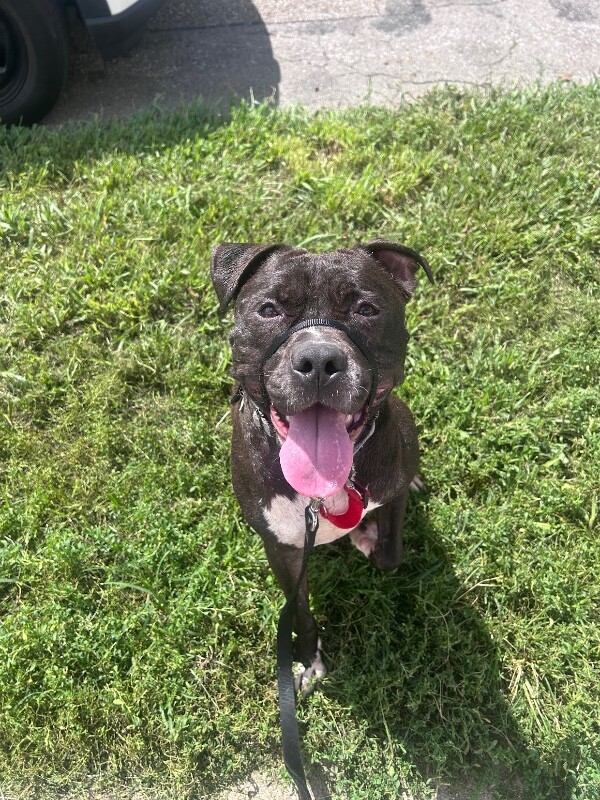 View Hughie the Dog Photo #17