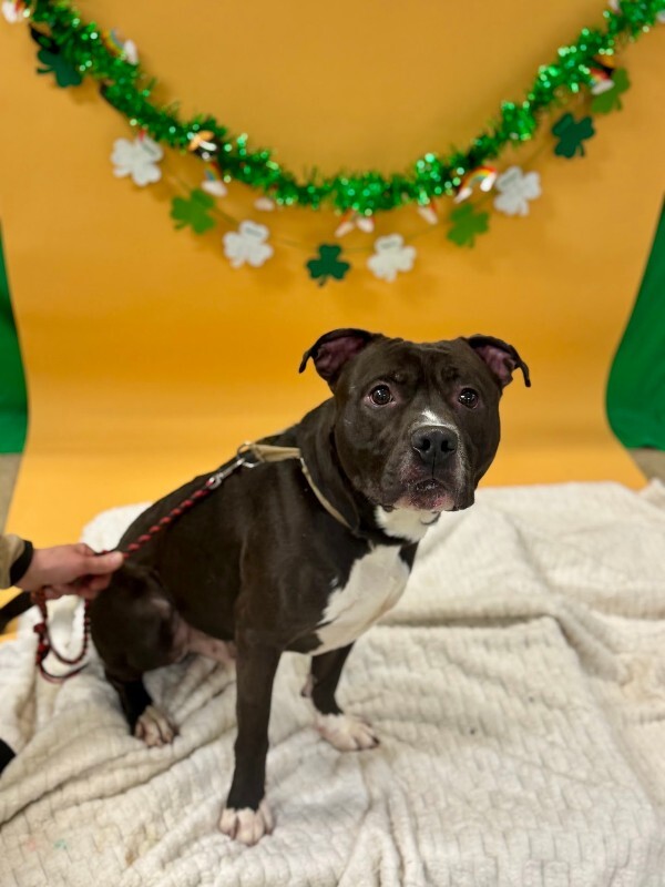 View Free Hugs the Dog Photo #7