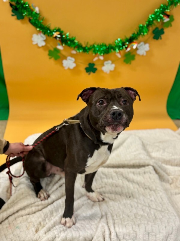 View Free Hugs the Dog Photo #11