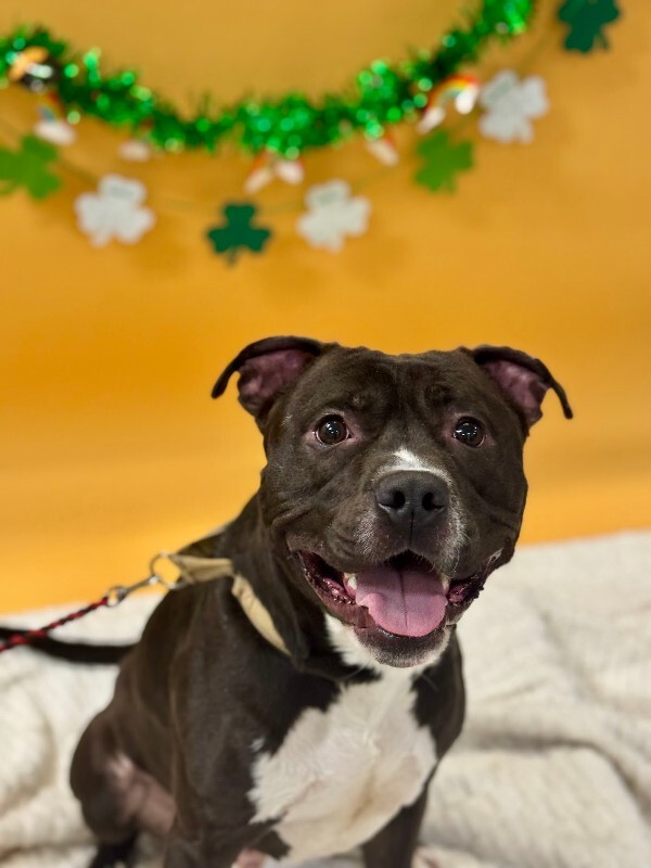 View Free Hugs the Dog Photo #10