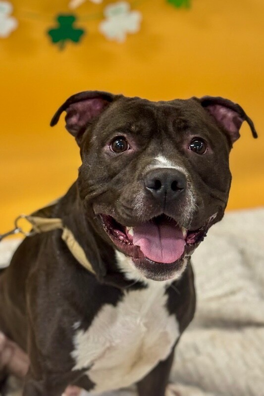 View Free Hugs the Dog Photo #2