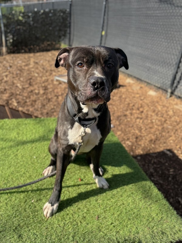 View Free Hugs the Dog Photo #2