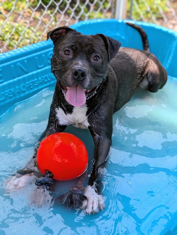 View Hughie the Dog Photo #6