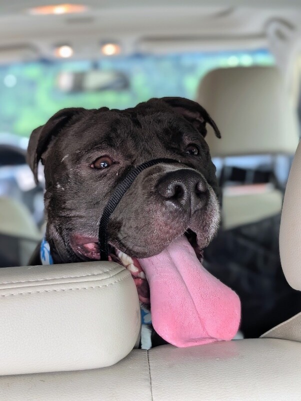 View Hughie the Dog Photo #19