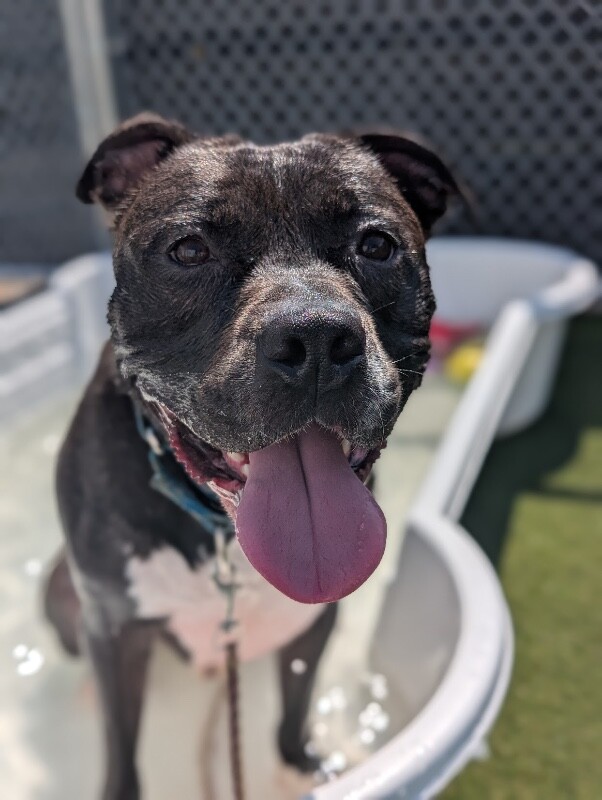 View Hughie the Dog Photo #25