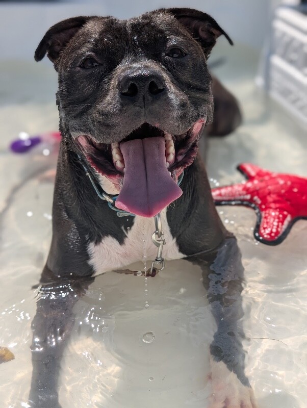 View Hughie the Dog Photo #24