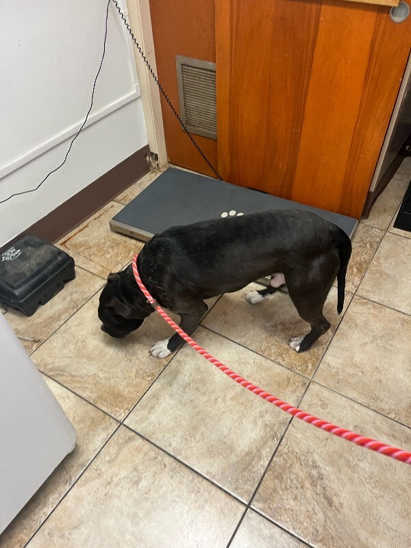 View Free Hugs the Dog Photo #3