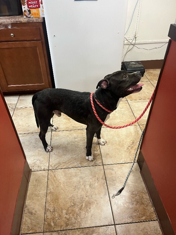 View Free Hugs the Dog Photo #4