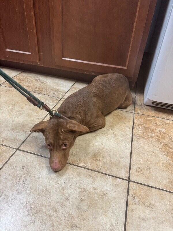 Learn More About this dog IMG 1180