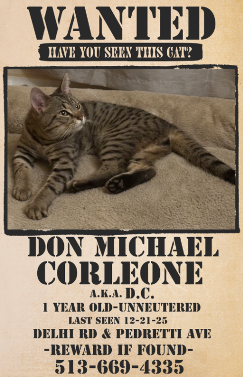 Learn More About this cat don michael lost poster