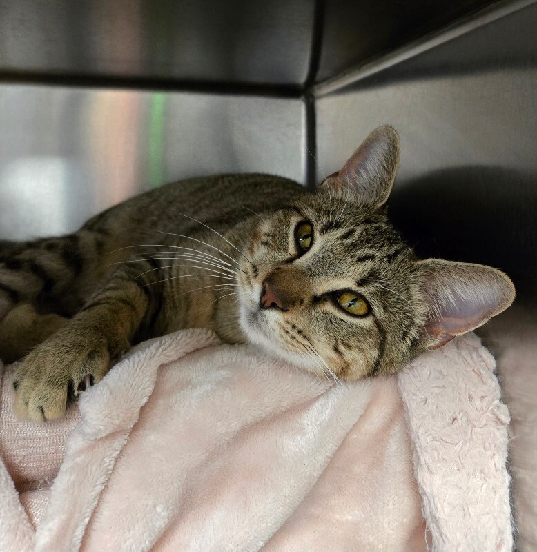 View Saint Nick the Cat Photo #2