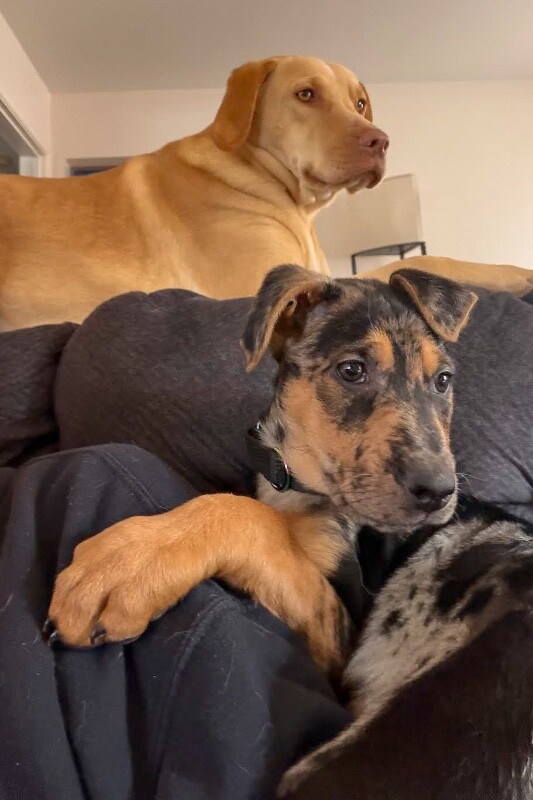 View Woody the Dog Photo #4