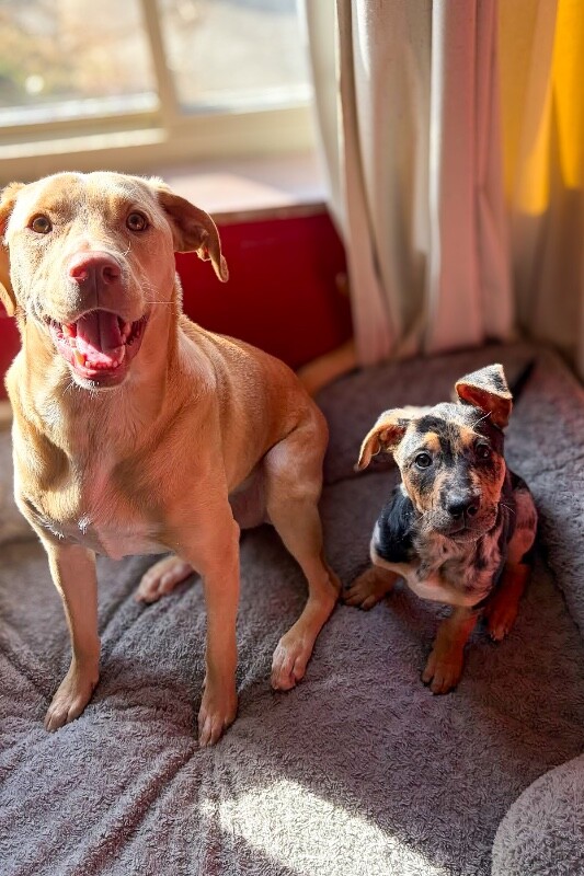 View Woody the Dog Photo #3