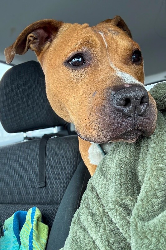 View Candy the Dog Photo #10