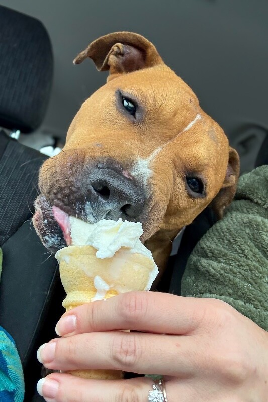 View Candy the Dog Photo #8