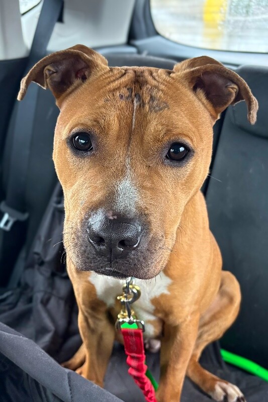 View Candy the Dog Photo #9