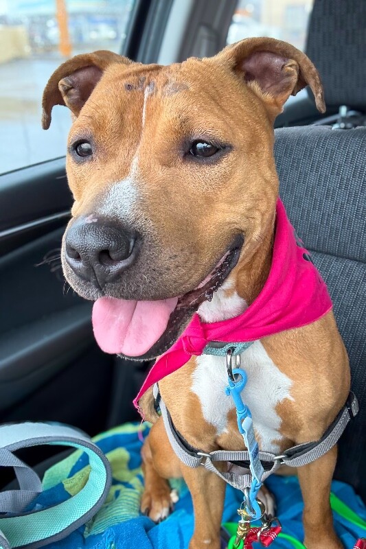 View Candy the Dog Photo #2