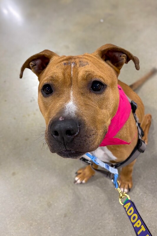 View Candy the Dog Photo #7