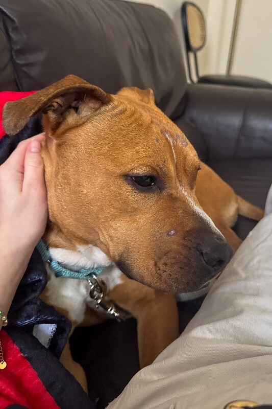 View Candy the Dog Photo #5