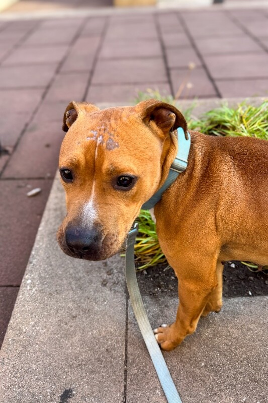 View Candy the Dog Photo #6