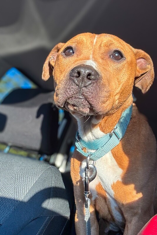 View Candy the Dog Photo #3