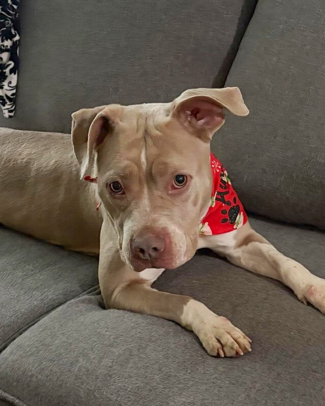 View Snowflake the Dog Photo #2