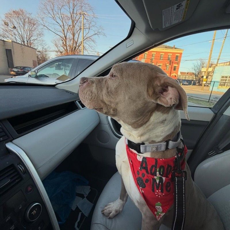 View Snowflake the Dog Photo #8