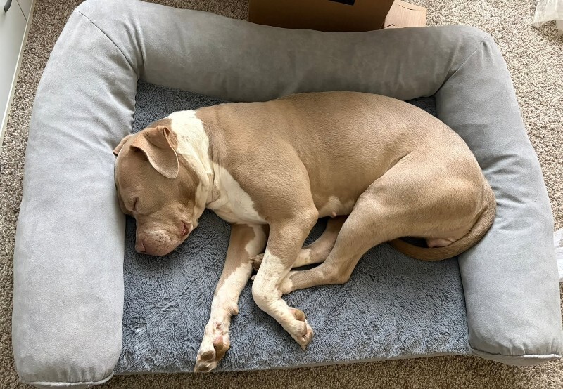 View Snowflake the Dog Photo #11