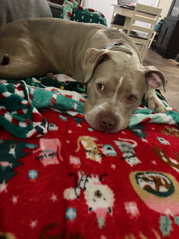 View Snowflake the Dog Photo #10