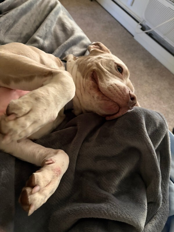 View Snowflake the Dog Photo #3