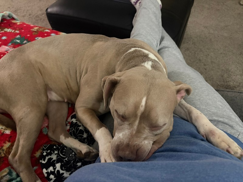 View Snowflake the Dog Photo #9