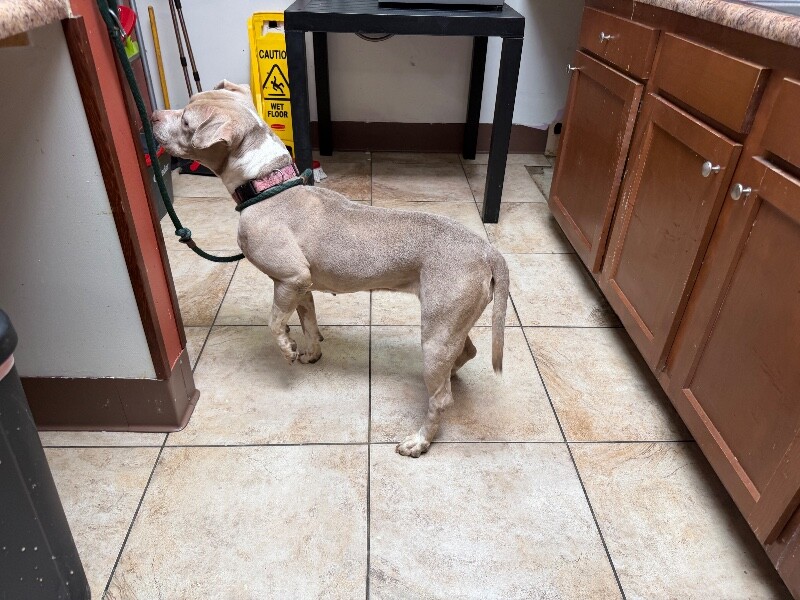 View Snowflake the Dog Photo #3