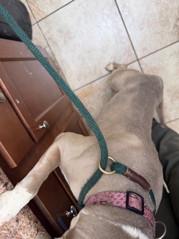 View Snowflake the Dog Photo #2