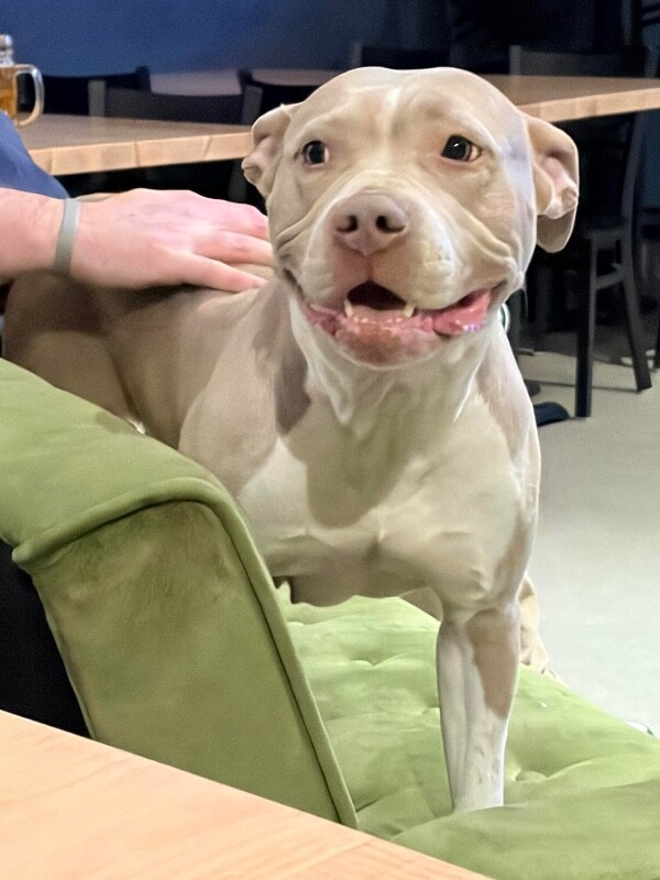 View Snowflake the Dog Photo #12