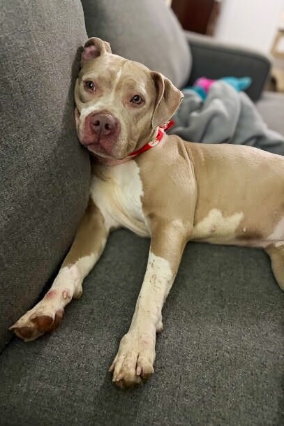 View Snowflake the Dog Photo #5