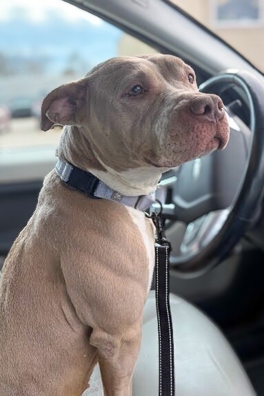 View Snowflake the Dog Photo #7