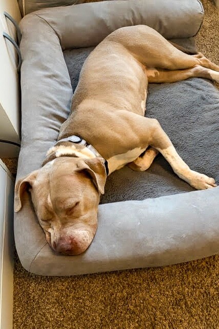 View Snowflake the Dog Photo #6