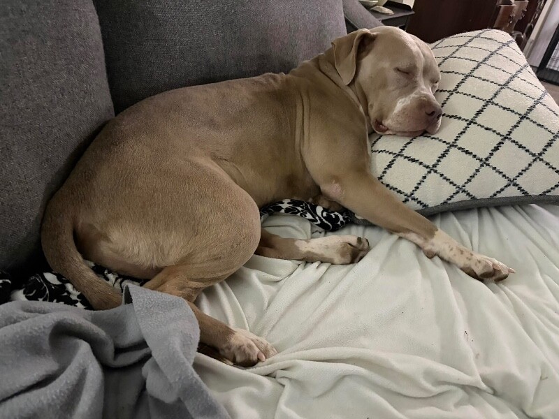 View Snowflake the Dog Photo #13