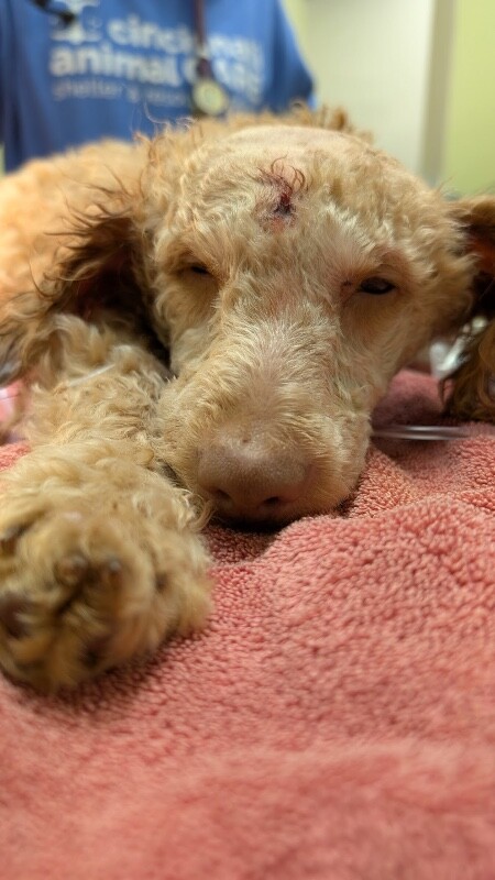 View Mystery Man the Dog Photo #2