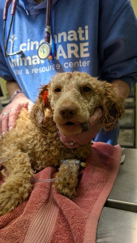 View Mystery Man the Dog Photo #3