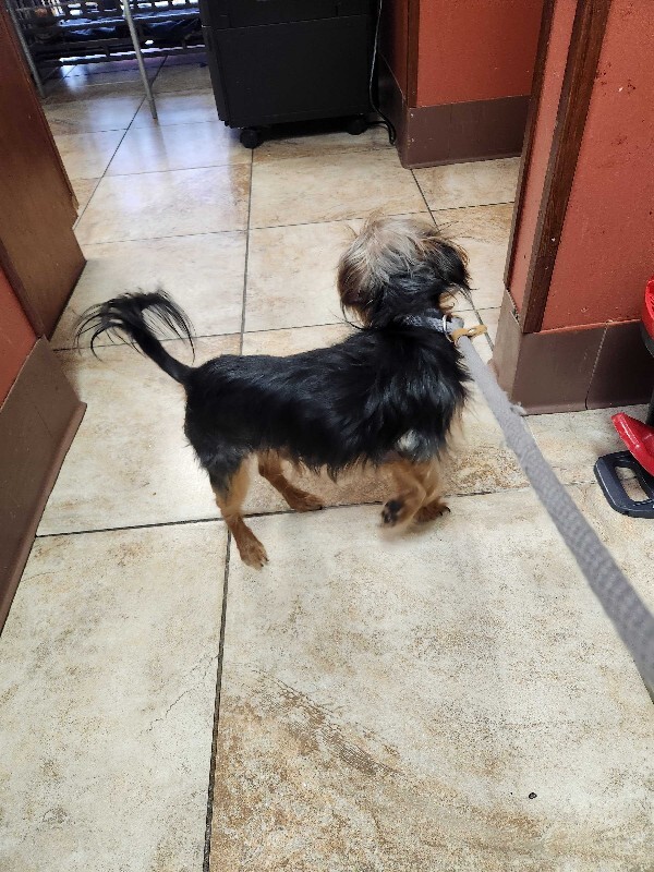 View Tiny Tim the Dog Photo #4