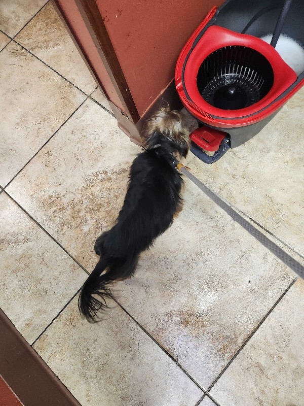 View Tiny Tim the Dog Photo #2