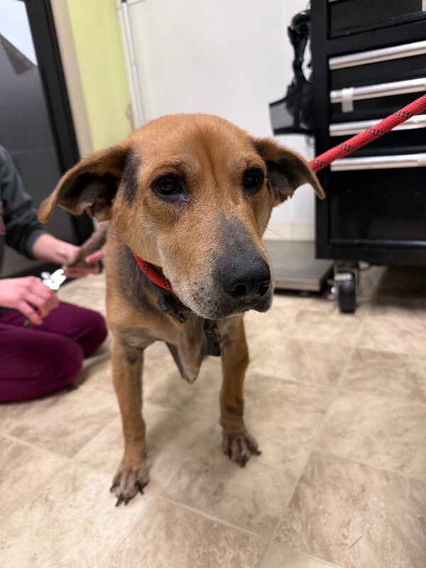 Learn More About Robusta IMG 9598