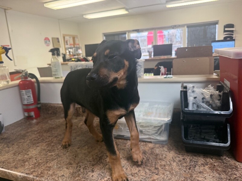 View Sonar the Dog Photo #2