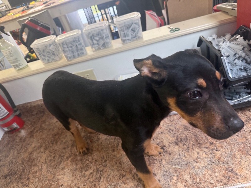 View Sonar the Dog Photo #3