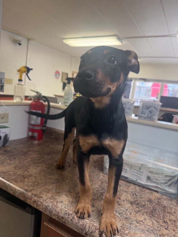 View Sonar the Dog Photo #4