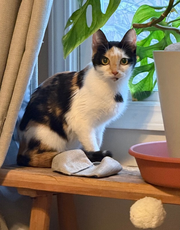 IMG 0379 Hiromi Platt