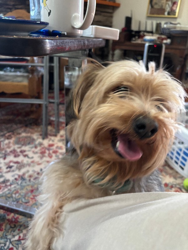 View Chancler the Dog Photo #3